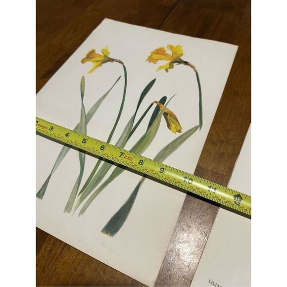 Flowers Drawn by Arlette Davids Text by Princess Bibesco prints Yellow 10x14” - Picture 8 of 9